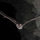 Murciélago vampiro. WC